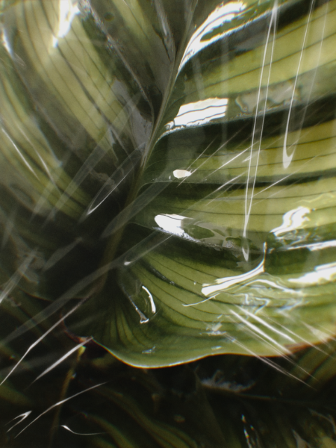 Cellophane Wrapped Plant